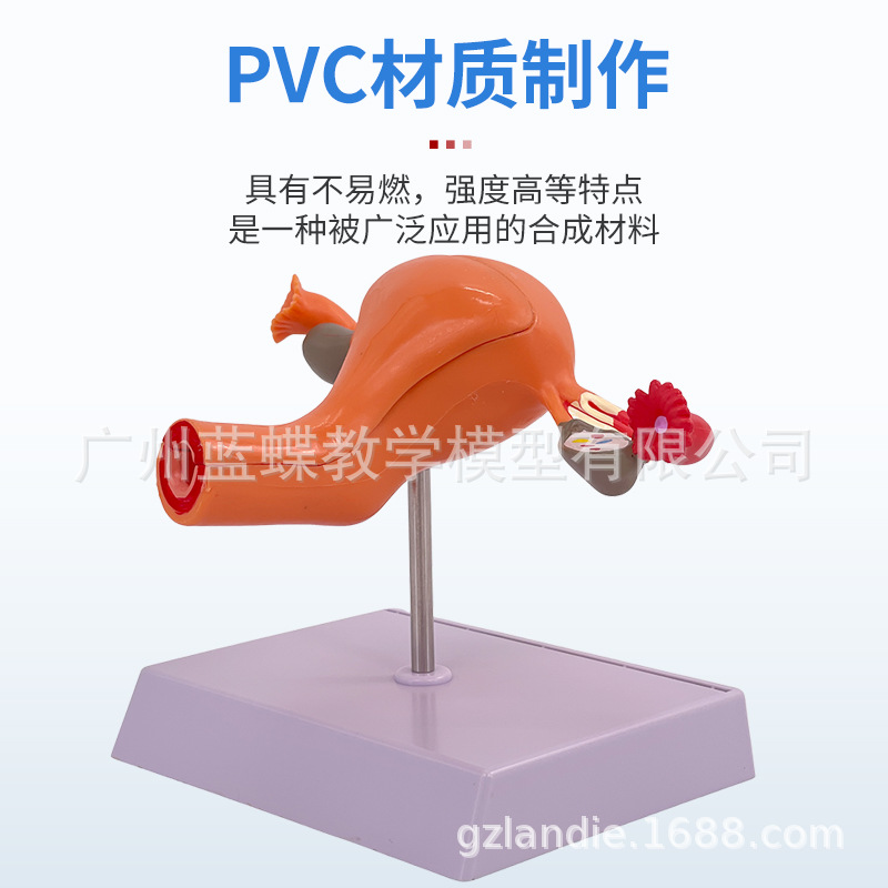 ����Ů����ֳ�ӹ����ʲ���ģ�� �����ѳ���ѧģ�� ������ֳ�ƽ̾�