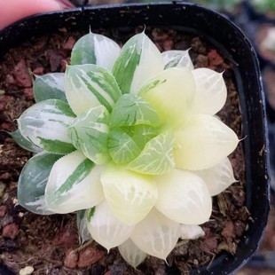 Suzhou Yulu Jin Japanese Green Plant Potted Landscape Succulent Plant Greenhouse Wholesale Agave Cactus Twelve Rolls