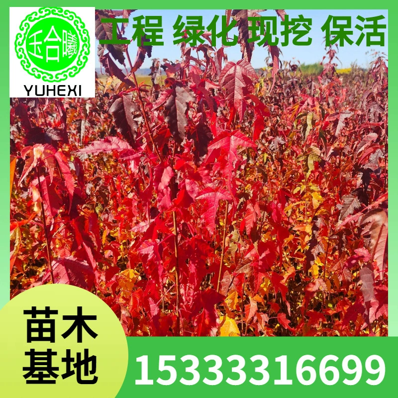 Треугольные саженцы клена, питательные саженцы в чашках, саженцы чайного клена, кустарниковый треугольный клен, треугольная кленовая изгородь, питомниковые саженцы