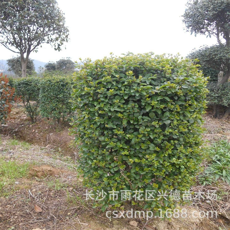 Оптовая продажа колонн из мелколистного лигуструма, лигуструм в форме Хунань, различные формы, высокая выживаемость
