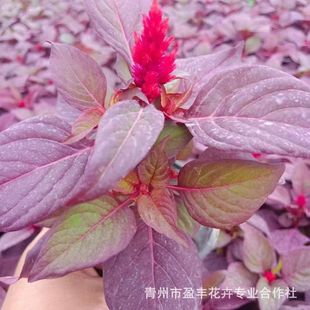 �u�ڻ���С���u�ڻ����Ԏ������@�ֹ��@���R�G�����̇��c�r���