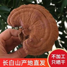 灵芝批发长白山东北林芝特大赤泡酒煲汤水批发厂家批发