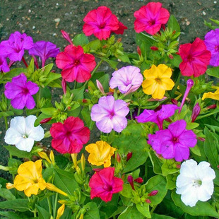 Flower Seeds, Colorful Purple Jasmine Seeds, Landmine Flowers, Night Outdoor Balcony Potted Courtyard Flower Seeds, Long Flowering Period in All Seasons