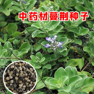 ���G�N�����G�ӷN�����G���G���f�G����ș�ķN������ă��߳�ѿ��