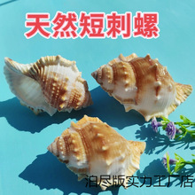 ��Ȼؐ�����ݴ��ݼҾ��~��ˮ���^��Ӱ΢���^�[�ˇƷ