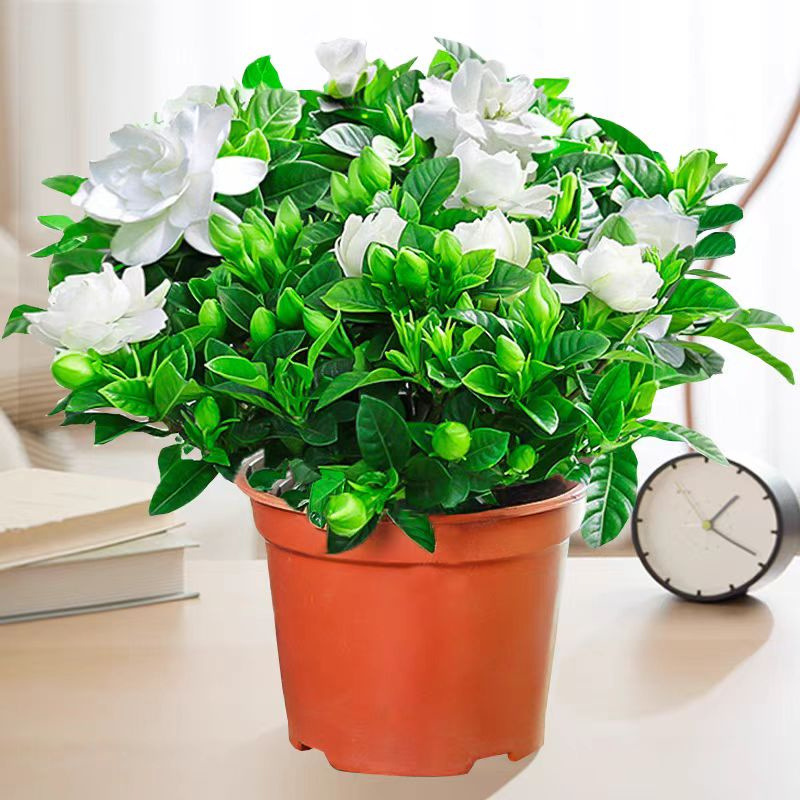 栀子花盆栽四季开花带花苞室内绿萝箩水培花卉绿植物茉莉花九里香