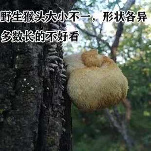 ���d���X��ɽ���^���|���خaҰ�����L���^��Ұ�����L��Ȼ����o��