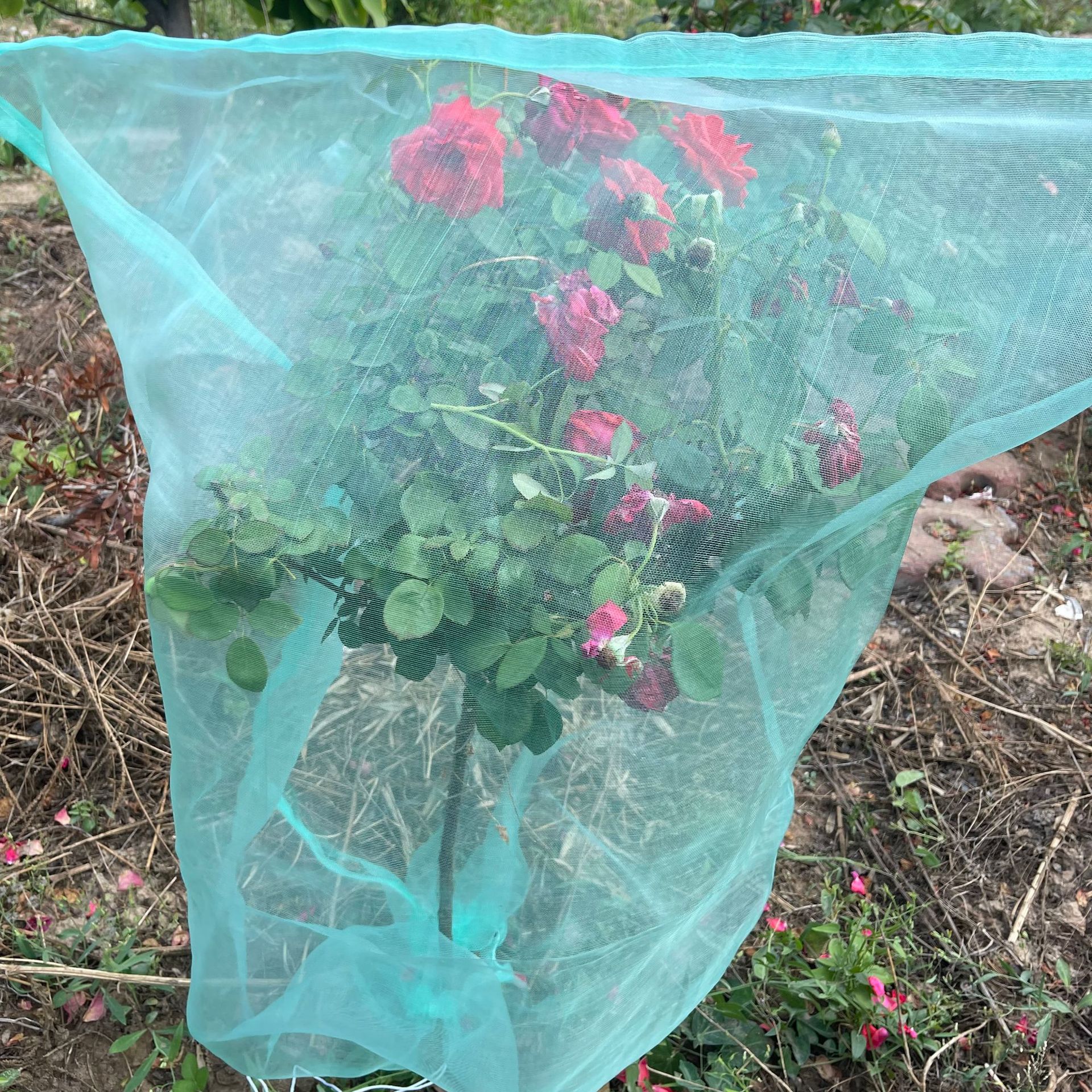 7BE84D4D2B5971B3397D381B6170E4