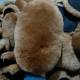 Japanese-style bear paw sheep fur car cleaning gloves wool car wash waxing single-sided wool car wash gloves