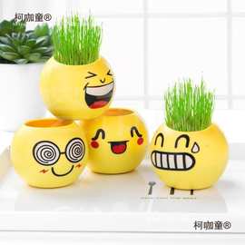 娃娃小盆栽小草迷你植物微景观创意长草表情草坪种草头上浇麦太保