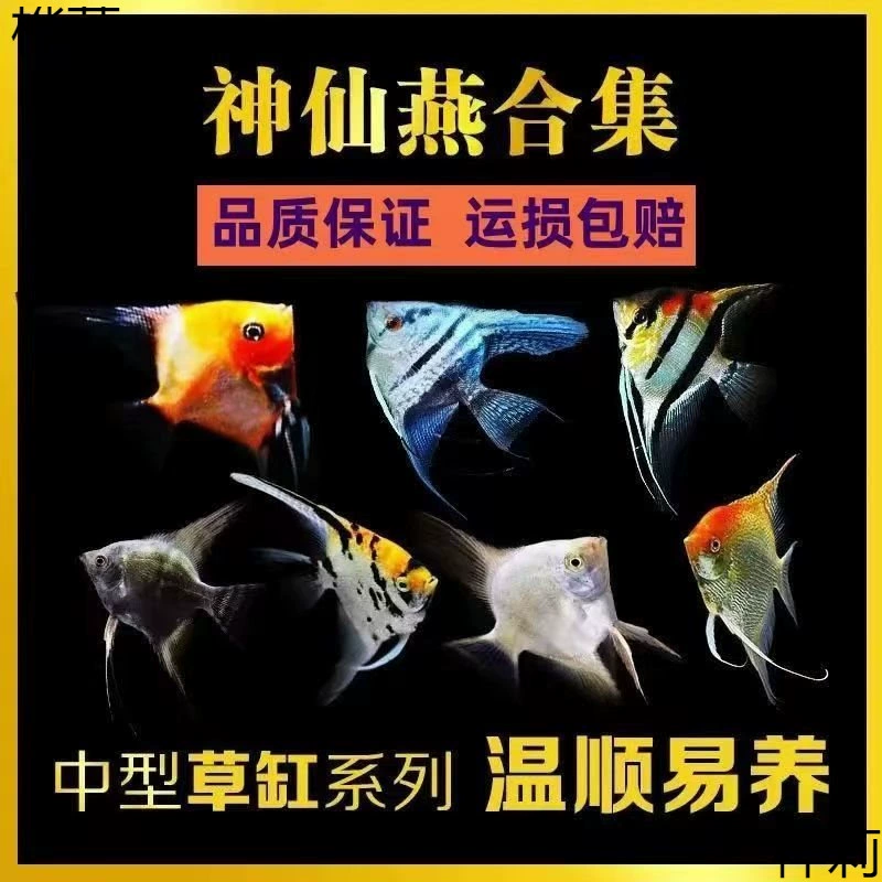 Ангельская рыба, бабочка, Ангельская рыба, перуанская тропическая декоративная рыба, маленькая рыба, черная бабочка, красочная бабочка, красочная рыба.