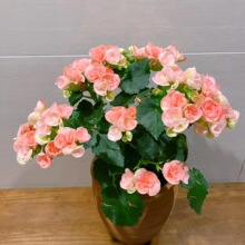 丽格海棠重瓣花卉盆栽带花苞基地直发