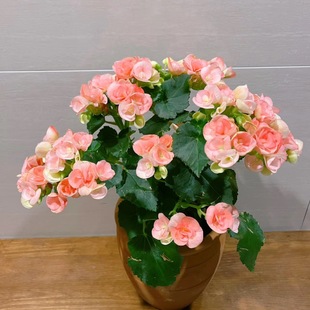 �������ذ껨�����Ԏ���������ֱ�l