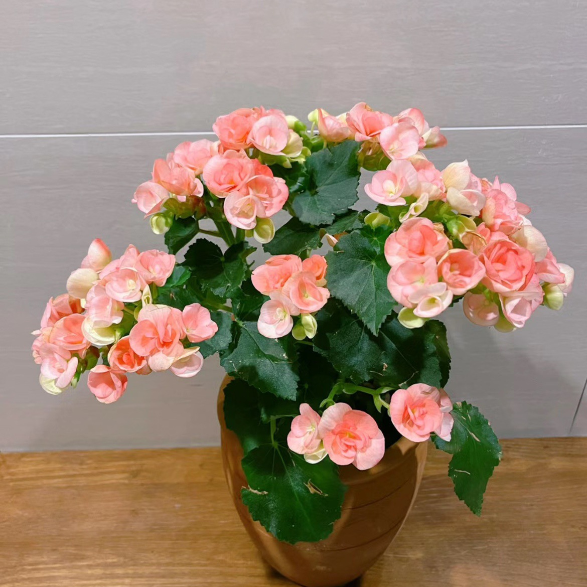 丽格海棠重瓣花卉盆栽带花苞基地直发