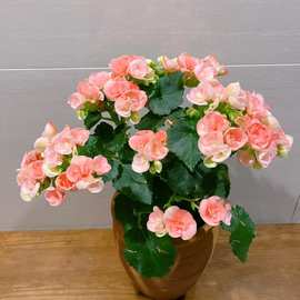 丽格海棠重瓣花卉盆栽带花苞基地直发