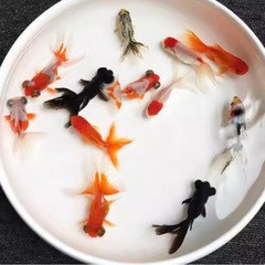 小さな金魚の稚魚、観賞魚、冷水に強い、飼いやすい、淡水の赤と白の鯉、活魚、小魚、金魚、活魚