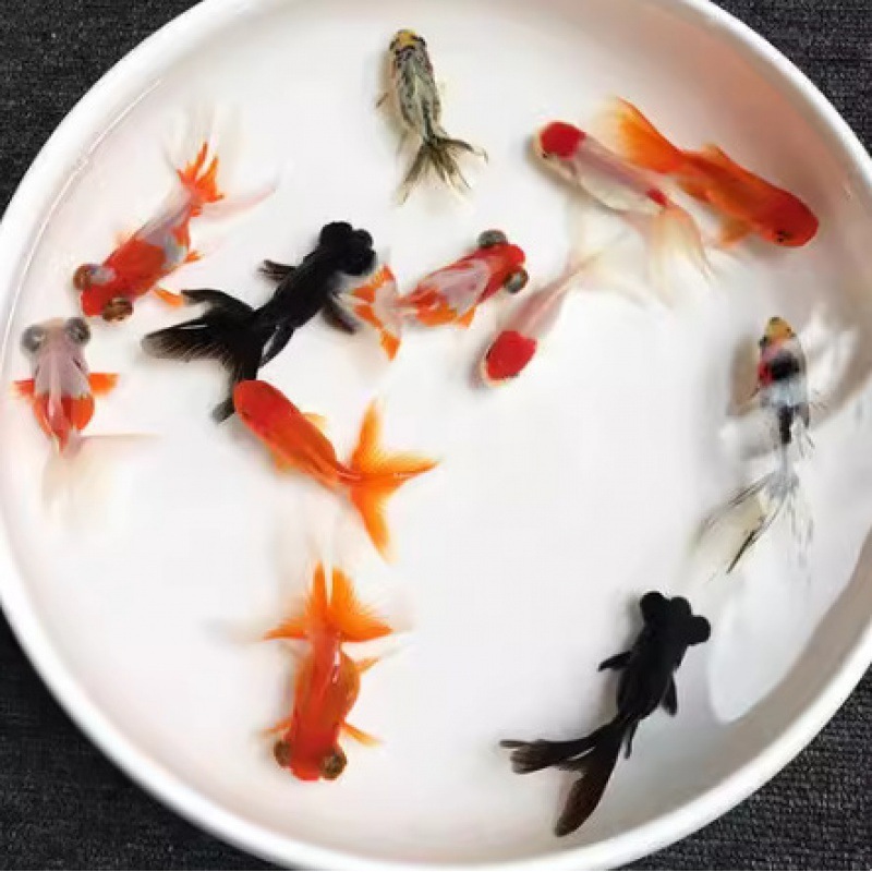 小さな金魚の稚魚、観賞魚、冷水に強い、飼いやすい、淡水の赤と白の鯉、活魚、小魚、金魚、活魚|undefined