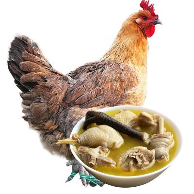 新鮮2年散養土雞活體現殺現發老母雞整雞肉生鮮跑步雞走地雞 批發