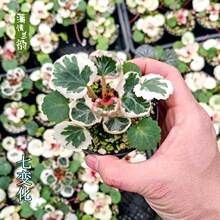 ��׃�� ������ ����΢�����ԾGֲ΢���^ɽҰ��