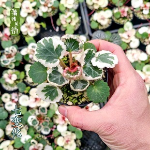 ��׃�� ������ ����΢�����ԾGֲ΢���^ɽҰ��