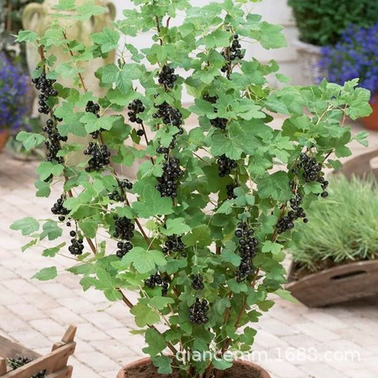 Черная смородина саженцы плодовых деревьев Черная смородина дерево Виноград фиолетовый саженцы сливы горшке красная смородина Южная север холодостойкость