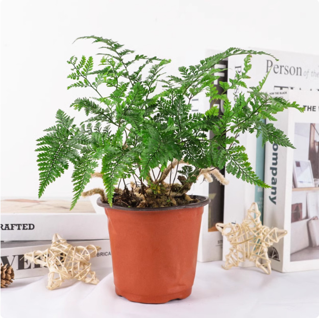 Salón de estar, escritorio de estudio, plantas verdes, resistencia al frío, resistencia a la sombra, fácil mantenimiento de hoja perenne.