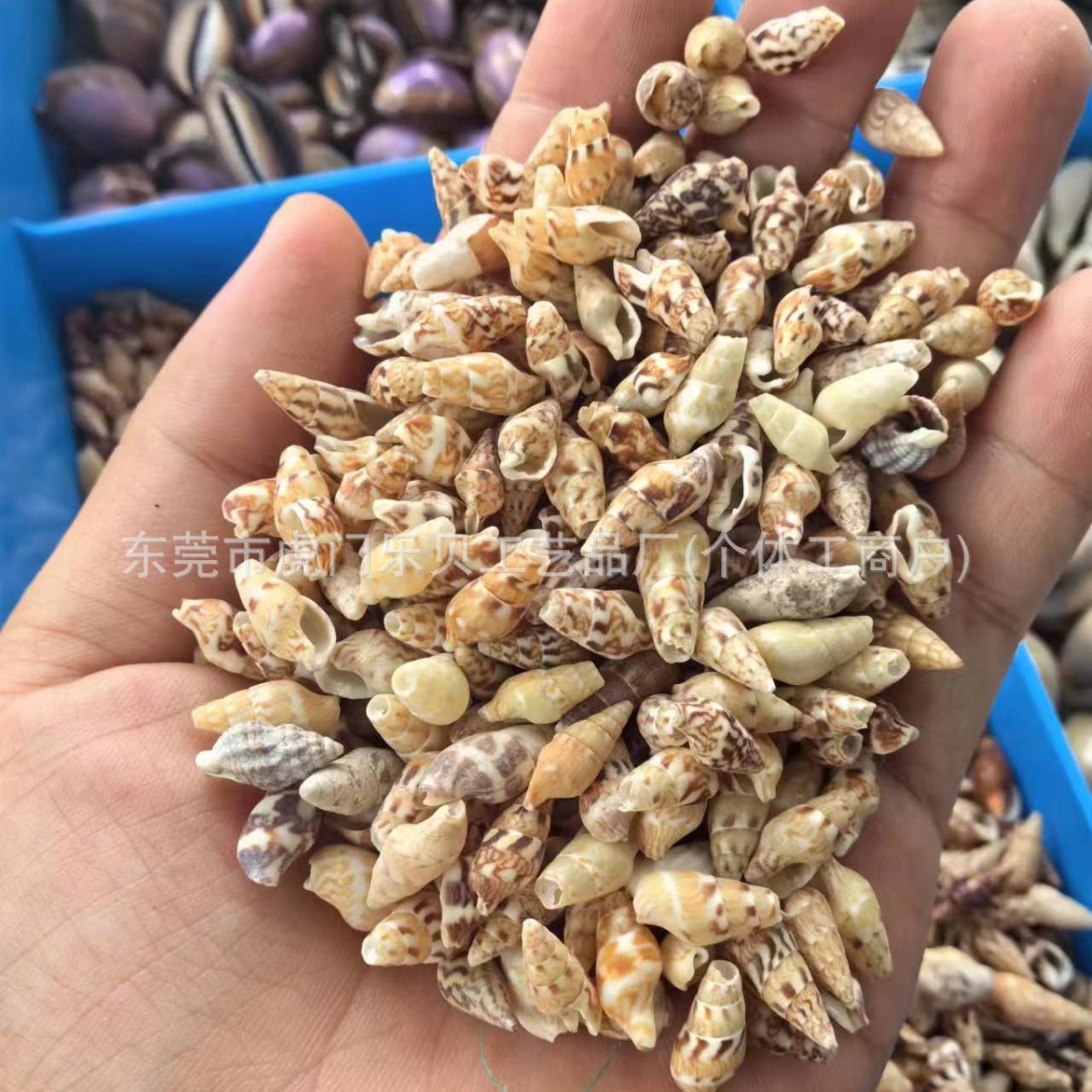 Concha Daquan natural con cera de pescado, materiales decorativos mediterráneos DIY al por mayor