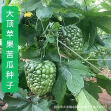 大顶苹果苦瓜种子新鲜生吃水果苦瓜阳台盆栽四季播种蔬菜种子苹果
