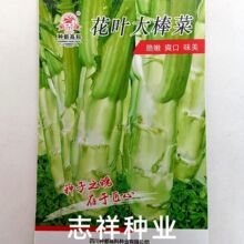 花叶大棒菜种子秋季耐寒蔬菜种孑芥菜头笋子芥种四川种都棒棒菜种