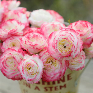 First Makeup Rose Seedlings, Large Florals, Strong Fragrance, Wavy Upright Florals, Blooming Florals, Multi-Color Four-Season Potted Cut Florals, Roses, Diligent Florals