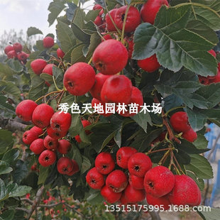 �����ɽ高����޽ӽ�ۼtɽ高���o����ۼt���Ե��Ԯ���Y��