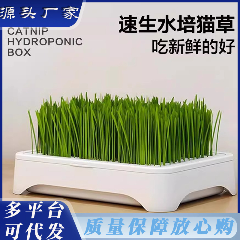 Planta en maceta de hierba para gatos hidropónica sin suelo