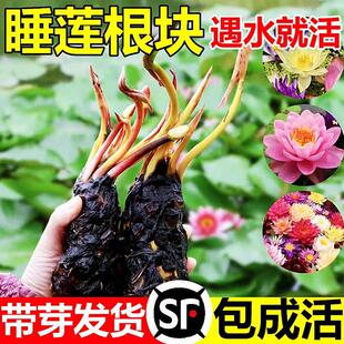 һ�����l����˯ɏ���~��˯ɏ���K�������ļ�����ˮ��ֲ��ͥԺ��С