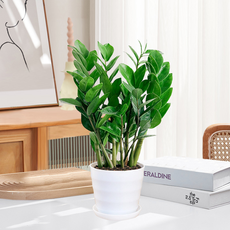 Pohon uang 25-30cm6-8 (baskom berulir) pupuk khusus
