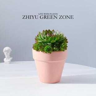 Guanyin Lotus Succulent Plant with Multiple Heads, Suitable for Living Room, Easy to Care For, Indoor Potted Plant Gift