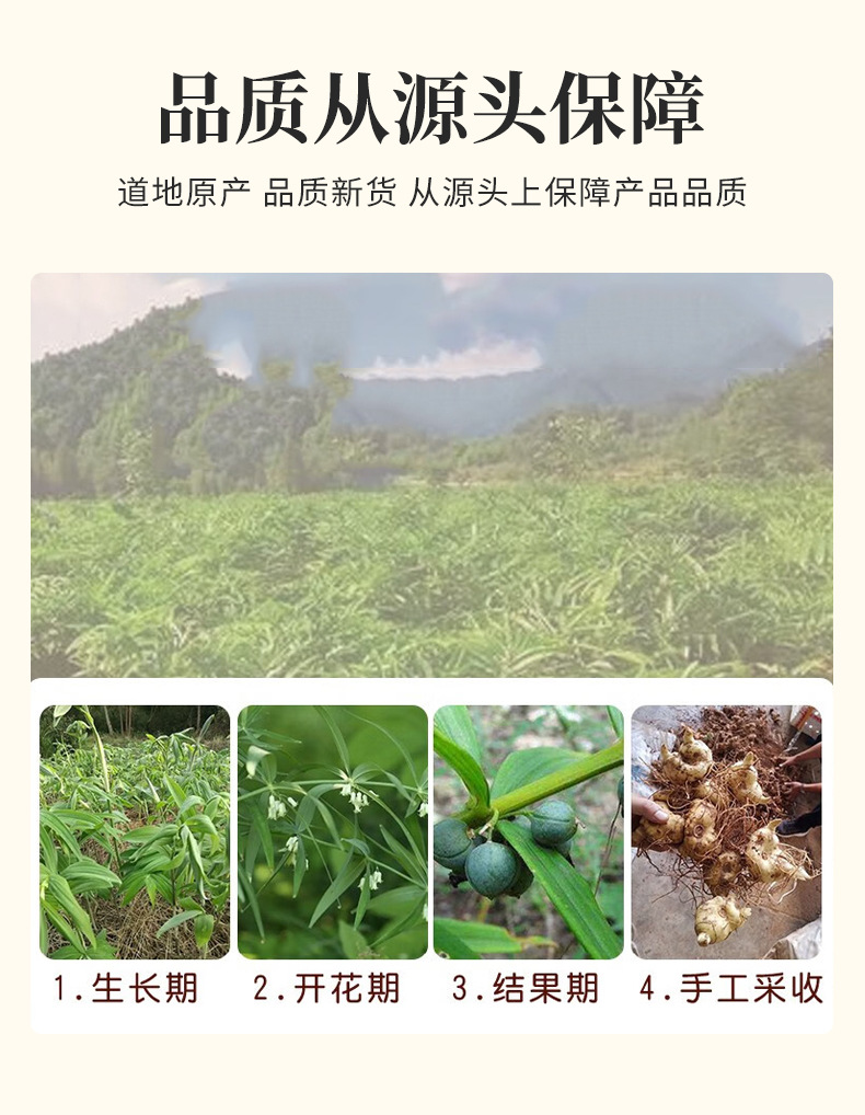 Huang Jing Silk Tea (Polygonatum sibiricum) — Jiuhuashan Dried Food-Herb Shreds, 500g in use