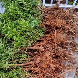 济州真柏苗系鱼川小床苗原生3年生4多规格做盆景童子功素材