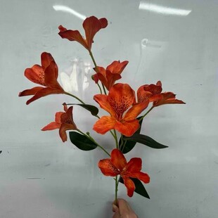 ����3�^Ұ�ٺ����İٺϼҾ��b[�żٻ� ��Y��������c�b�