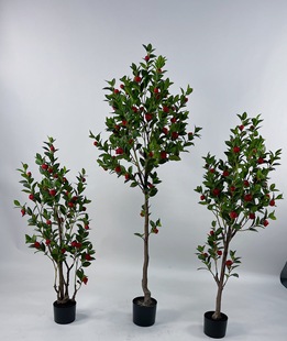 �S��ֱ�N ����ֲ������С��軨 �A�μ٘��~ ϲ�c�bGֲ���l