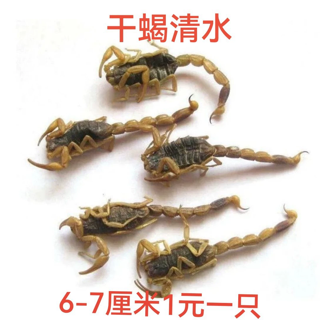 Весь Червь Сушеный Целый Скорпион Полный Целый Червь Лекарственный Материал Скорпион Цена Сушеные Чистой Воды Клещи Скорпиона Почтовые Сороконожки Пиявки