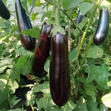 新鲜紫皮长茄绿把茄子紫黑皮茄子长线细茄子应季蔬菜现摘现发包邮