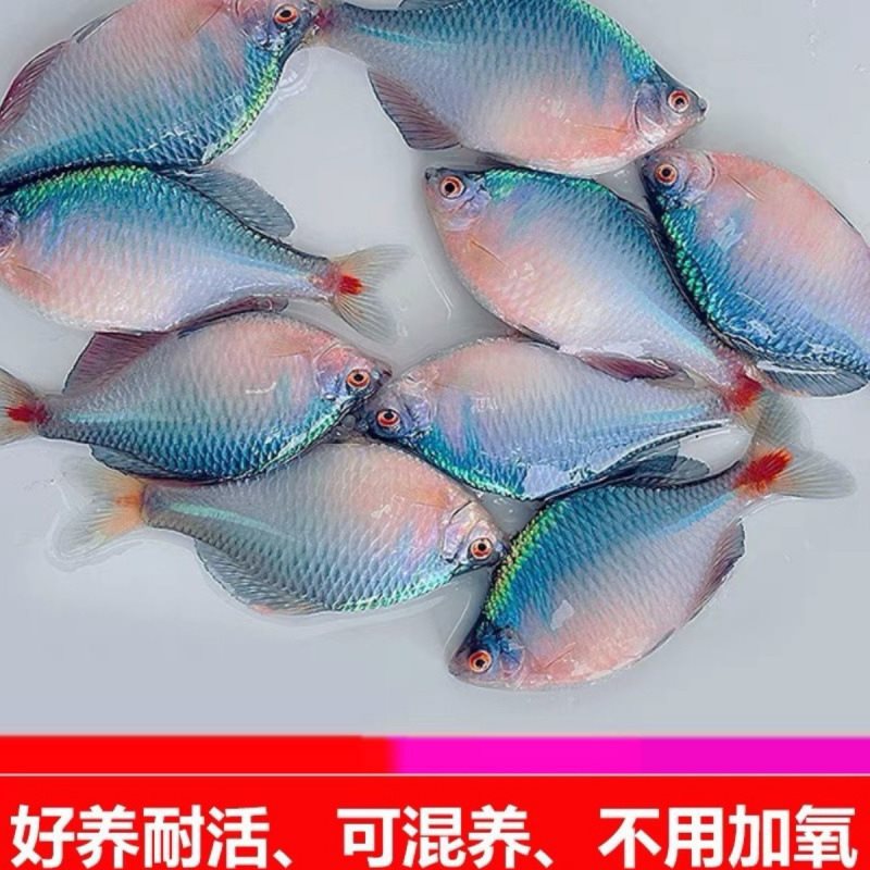 好养淡水观赏鳑鲏鱼七彩石旁皮除藻冷水鱼小型鱼苗原生群游鱼