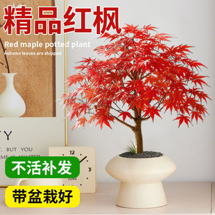 �t���������Ї��t���ļ������辰�ͺ��ձ��t�輧�Ϙ��҃ȿ͏dͥԺ