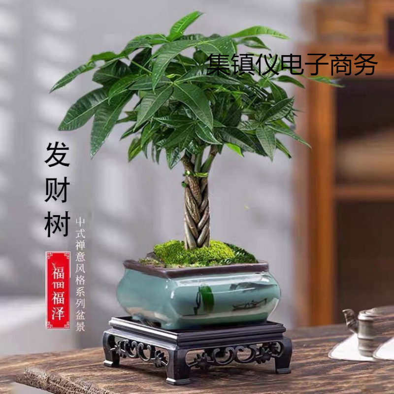 辫子发财树小盆栽客厅室内绿植办公桌面招财四季好养茶几卧室花卉
