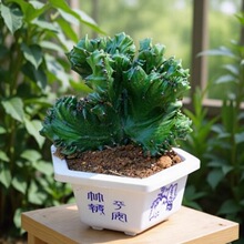 玉麒麟盆栽室内阳台绿植花卉麒麟掌五指山多肉仙人掌带根红麒麟花