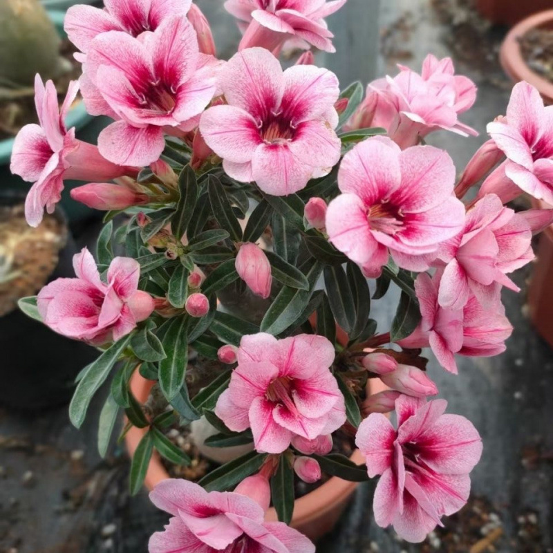 # 26마리의 작은 제비 - 사막(3년생 모종)은 그 해에 피어났습니다.