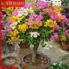 三角梅四季开花卉不断盆栽花苗带花爬藤重瓣植物室内阳台庭院树苗