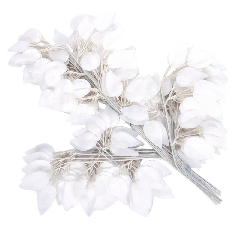Branche de banian blanc de bande