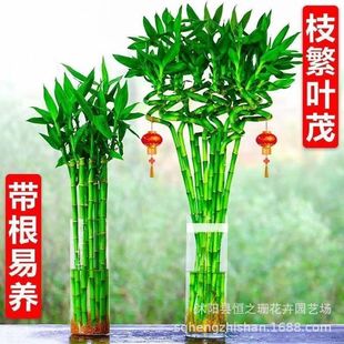 �D�\��ˮ�B����ˮ�฻�F��ֲ���_�\��͏d������������ؔ�҃�ֲ��