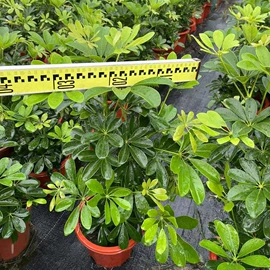 盆栽;灌木;蕨类植物